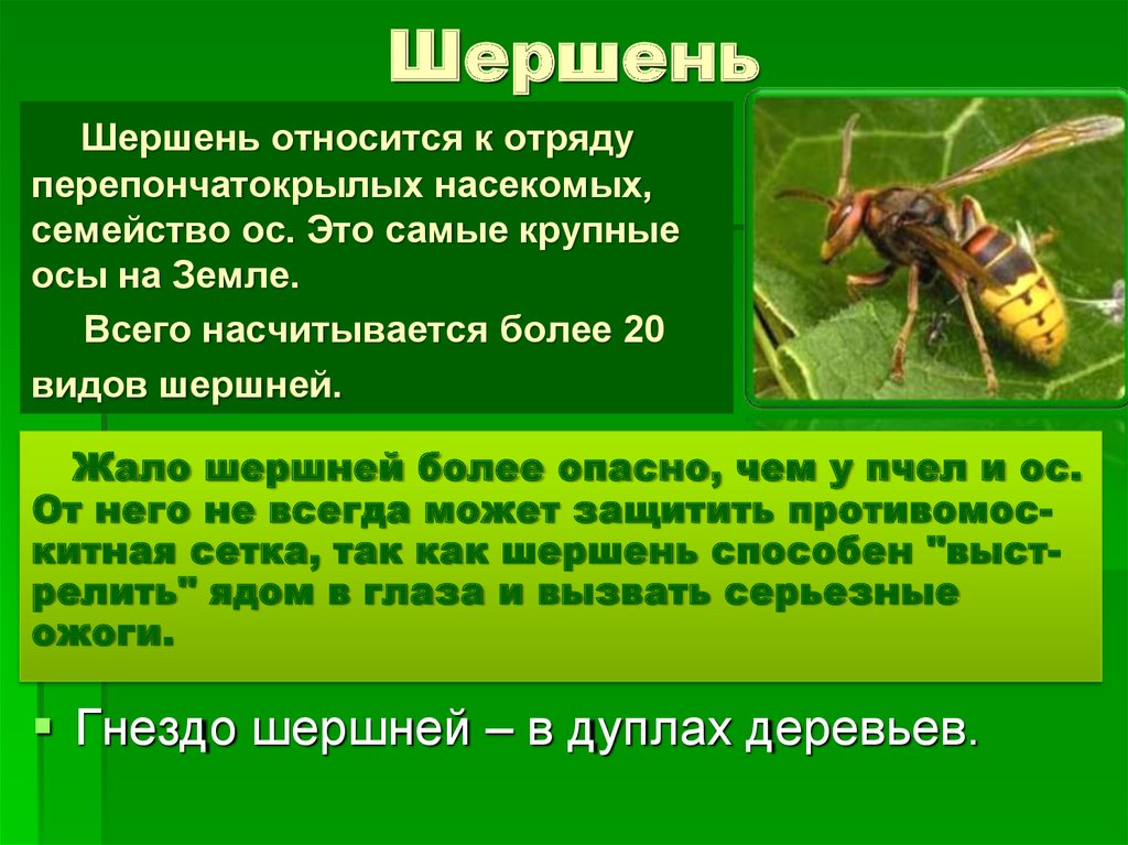 Тема укусы насекомых. Жалящие насекомые. Опасные ядовитые насекомые. Презентация на тему укусы насекомых.