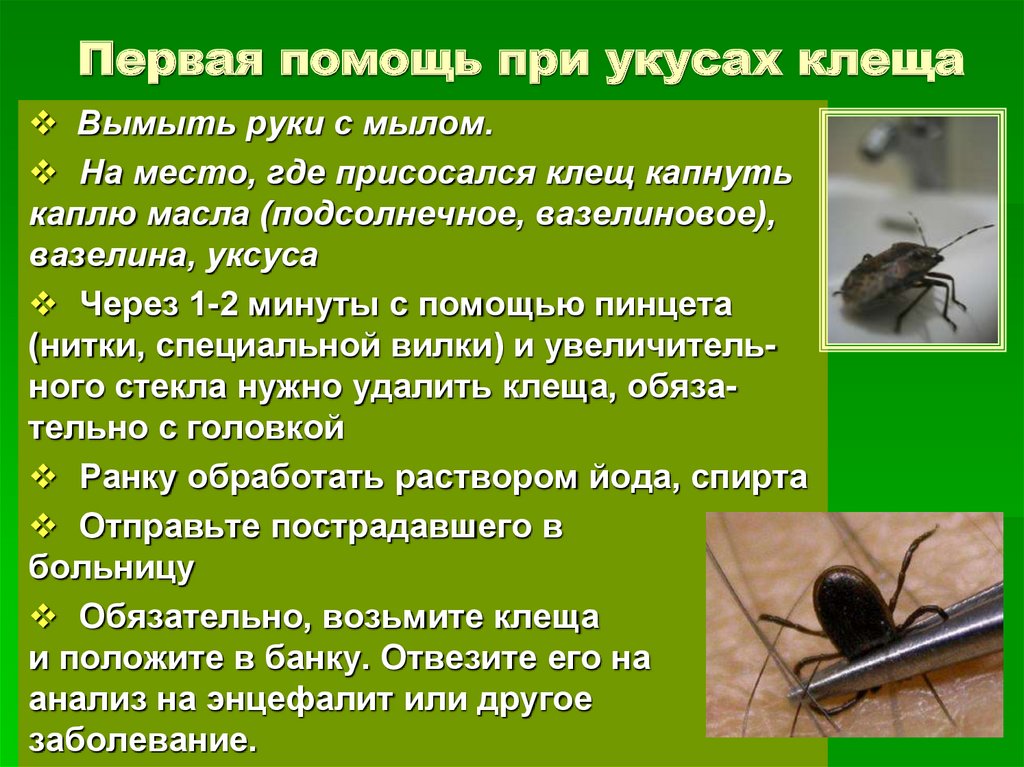 Помощь человеку при укусе клеща. Помощь при укусах насекомых и клещей. Укусы насекомых симптомы. Симптомы при укусах насекомых. При укусе насекомого необходимо.