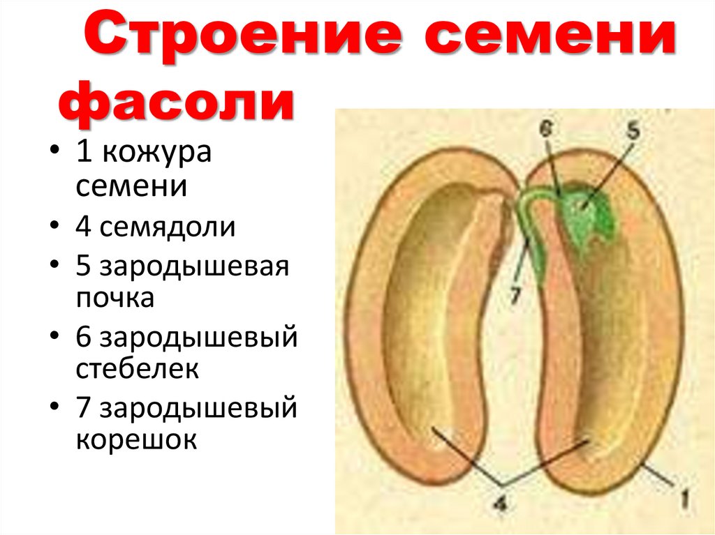 Схема строения семени