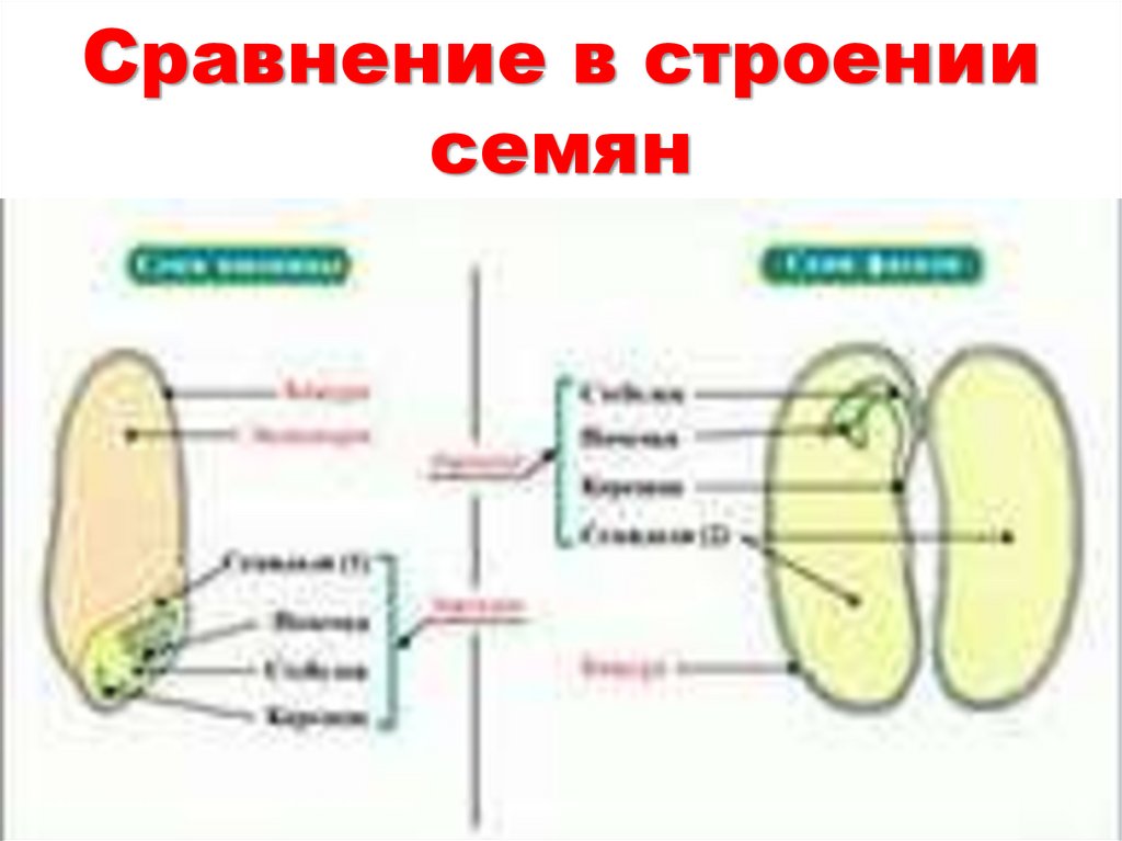 Каково строение семени