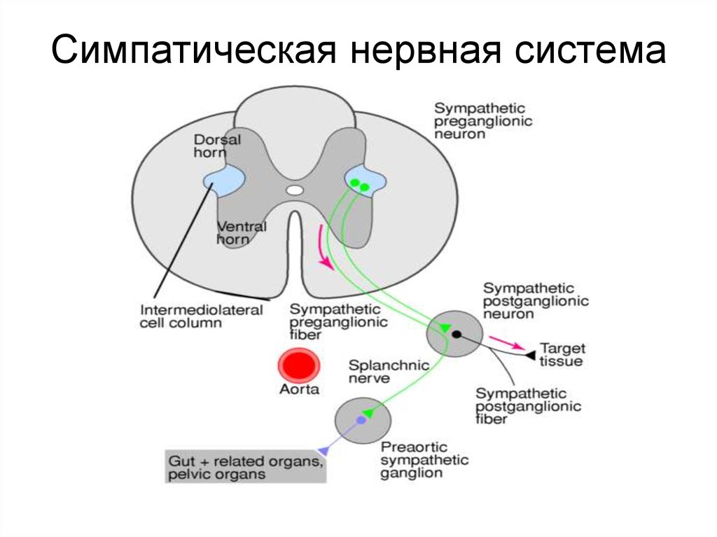 Где расположены вегетативные симпатические нейроны. Симпатическая нервная система. Симпатическая нервная система нервной системы это. Симпатическая и парасимпатическая система спинной мозг. Ядра центрального отдела симпатической нервной системы.