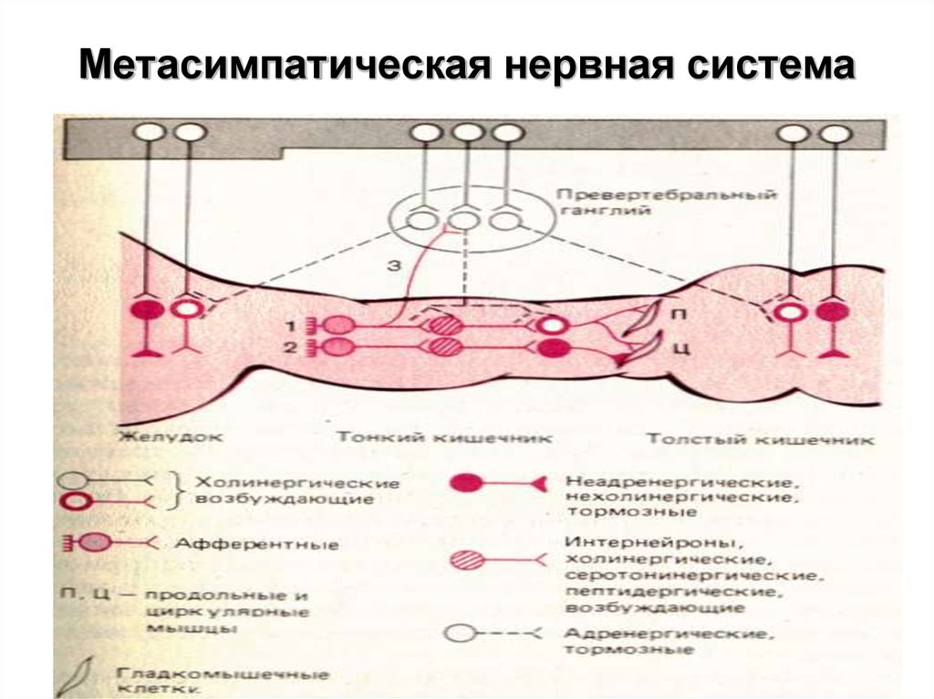 Энтеральная нервная система. Метасимпатический отдел вегетативной нервной системы схема. Схема рефлекторной дуги метасимпатической нервной системы. Рефлекторная дуга метасимпатического рефлекса. Метасимпатическая нервная система схема.