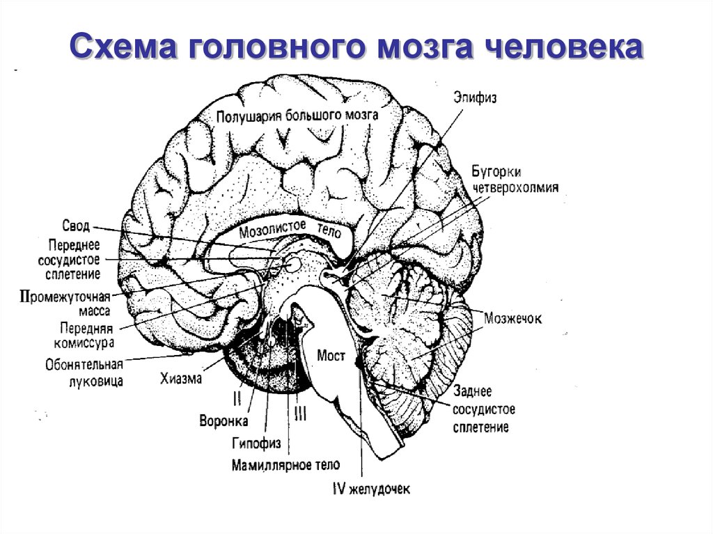 Схема строение головного мозга 8 класс