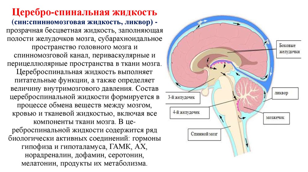 Схема движения ликвора в головном мозге