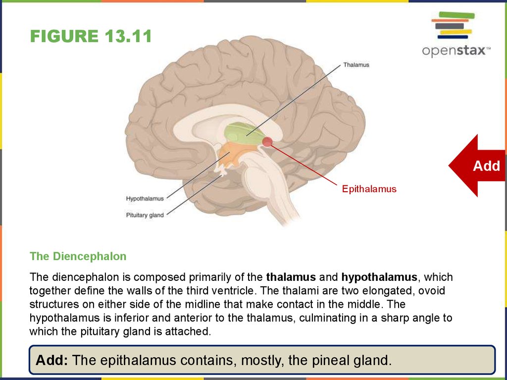 Anatomy of nervous system - online presentation