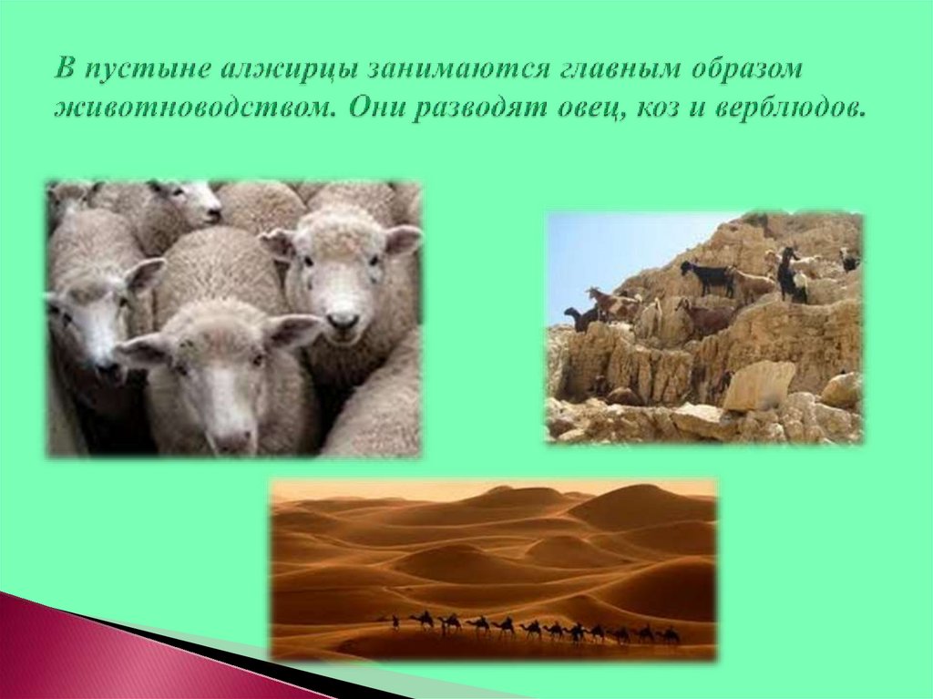 В пустыне алжирцы занимаются главным образом животноводством. Они разводят овец, коз и верблюдов.