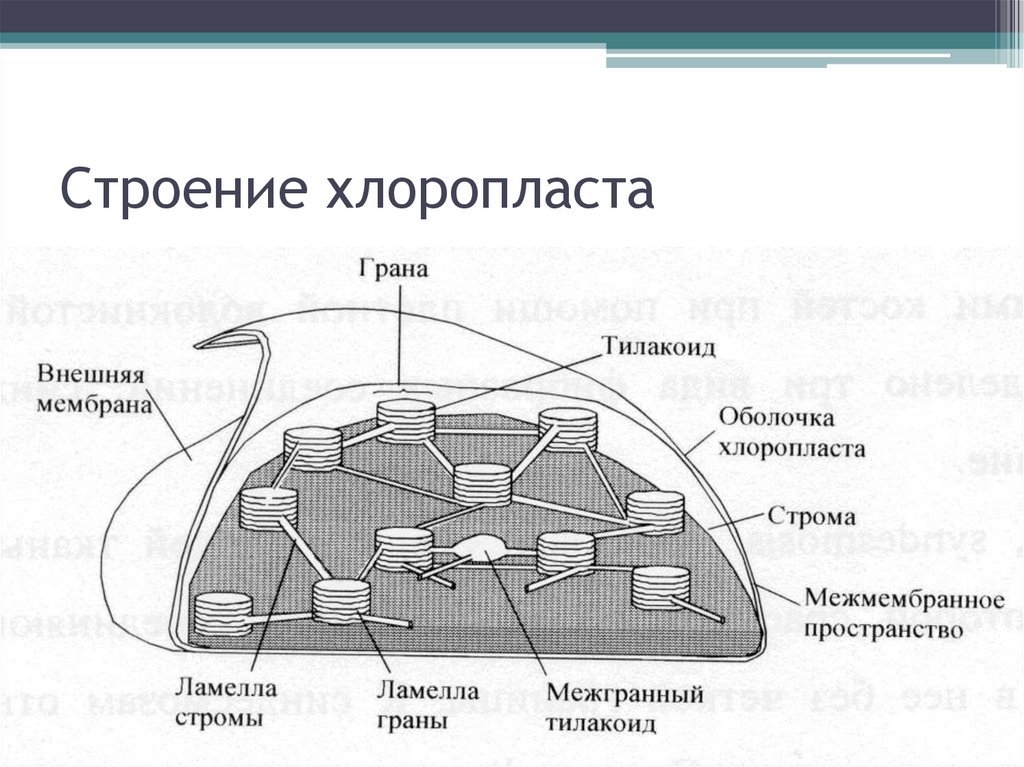 Схематический рисунок хлоропласта