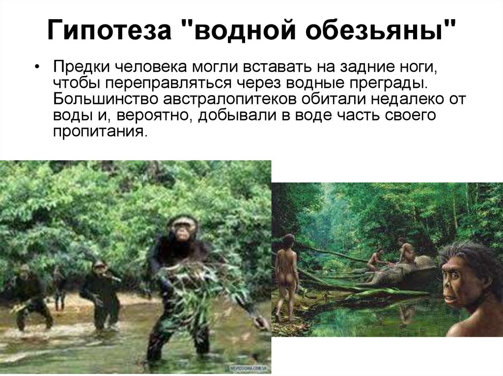 Возникновение прямохождения. Гипотеза водной обезьяны. Теория водной обезьяны. Гипотеза о происхождении человека от водных обезьян. Прямохождение человека обезьян.