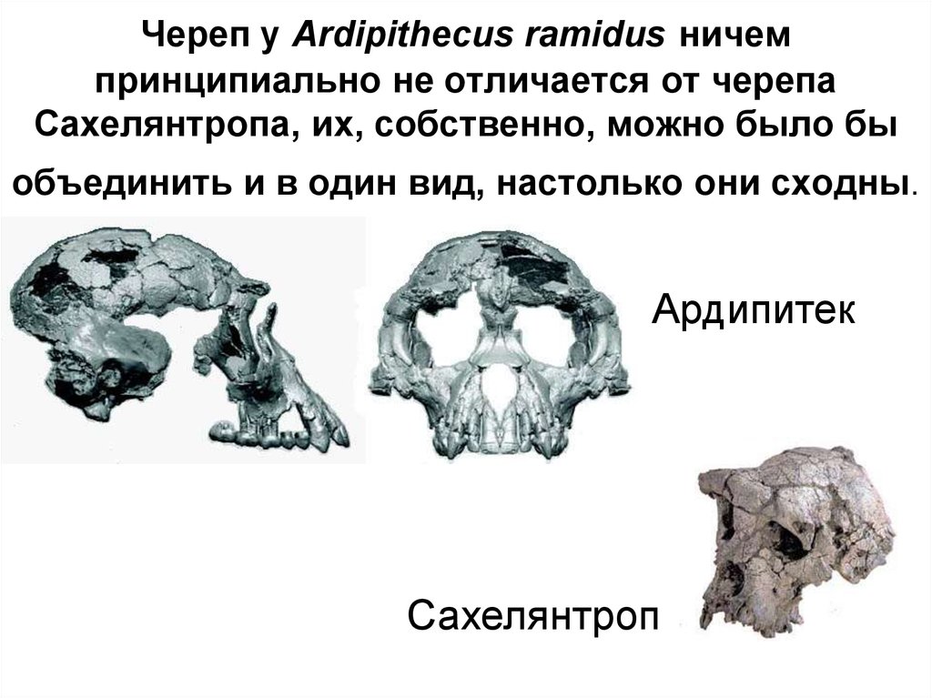 Отличие черепа человека от человекообразной обезьяны