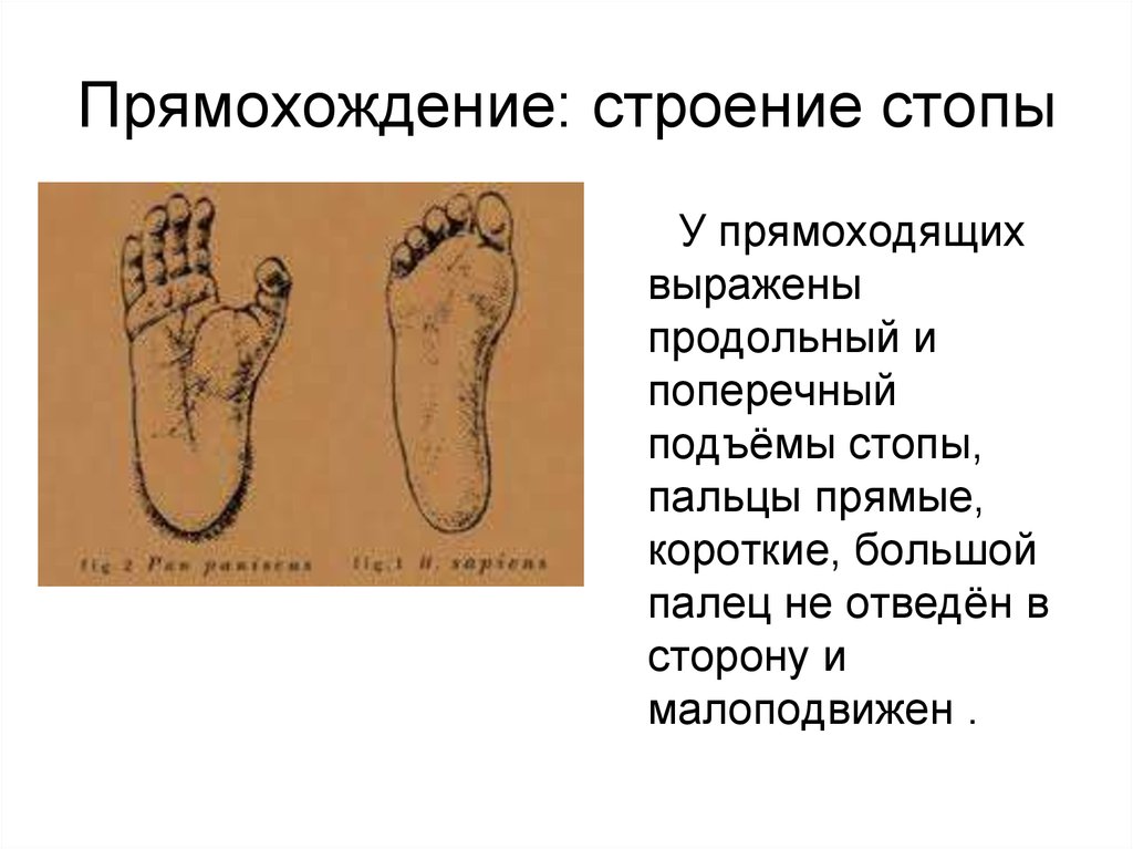 Изменение появилось. Прямохождение строение стопы. Прямохождение человека. Прямохождение человек и человекообразные обезьяны. Свод стопы человека и обезьяны.