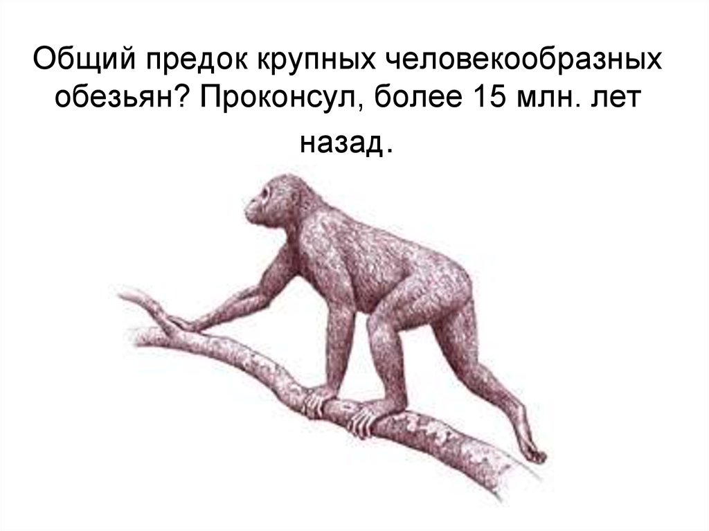 Наличие общих предков. Проконсул Антропогенез. Проконсул Африканский кениапитек. Проконсул предок человека. Проконсул древний человек.