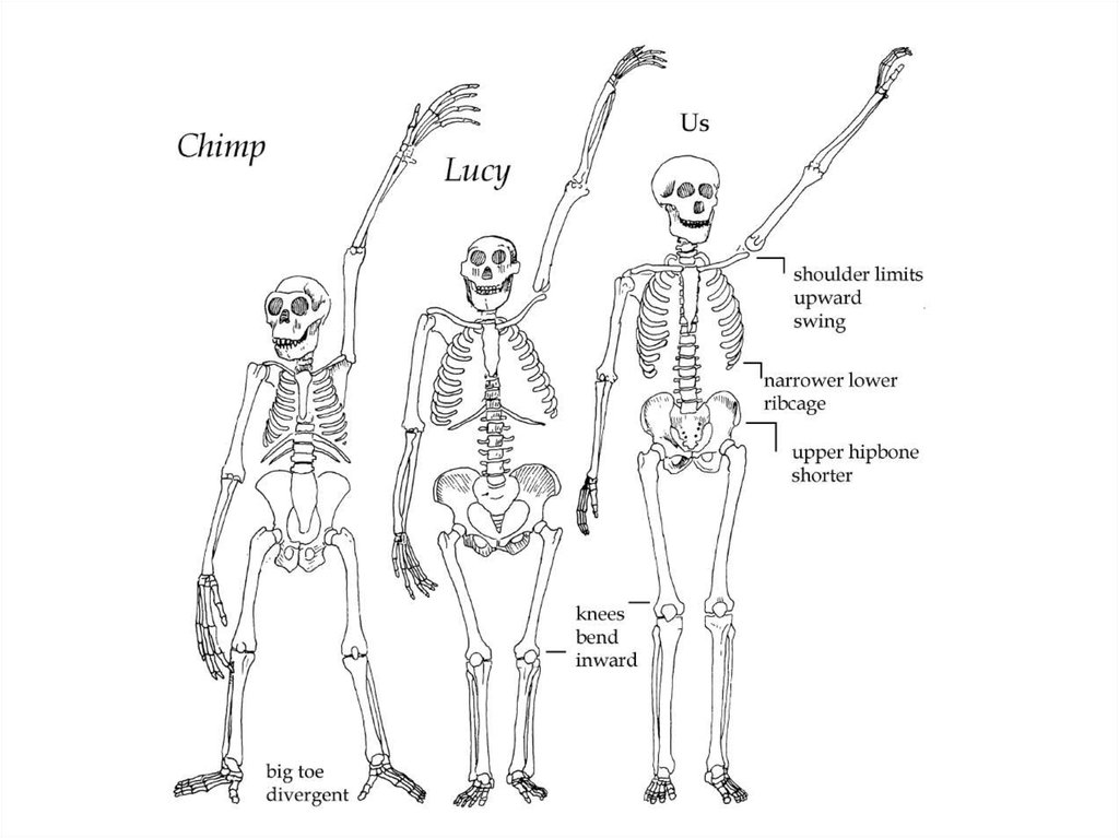 Позвоночник человекообразной обезьяны и человека. Строение скелета гоминида.
