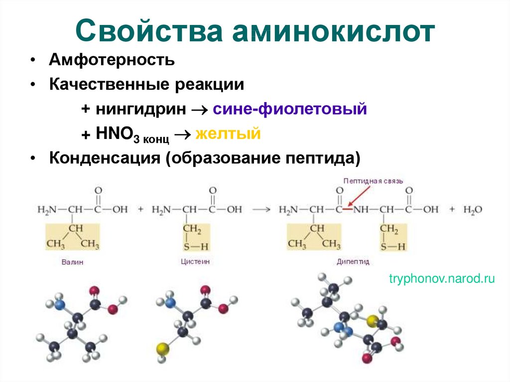 Аминокислоты свойства кратко