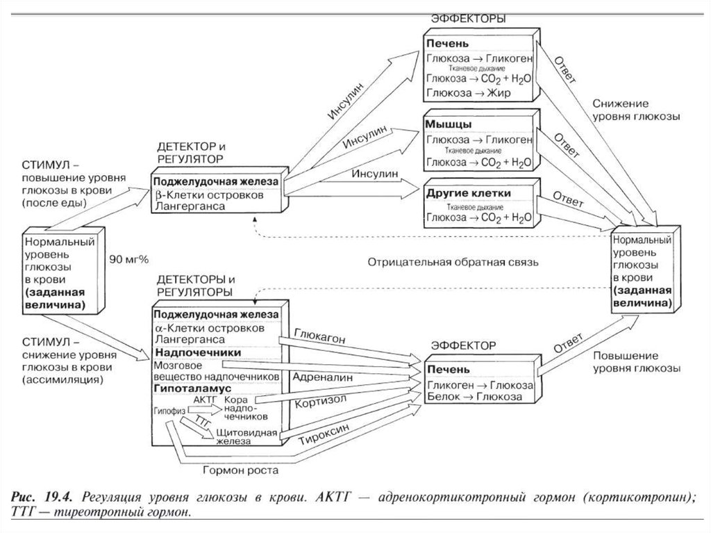 На схеме демонстрируется гуморальное влияние поджелудочной железы на функционирование печени ответ