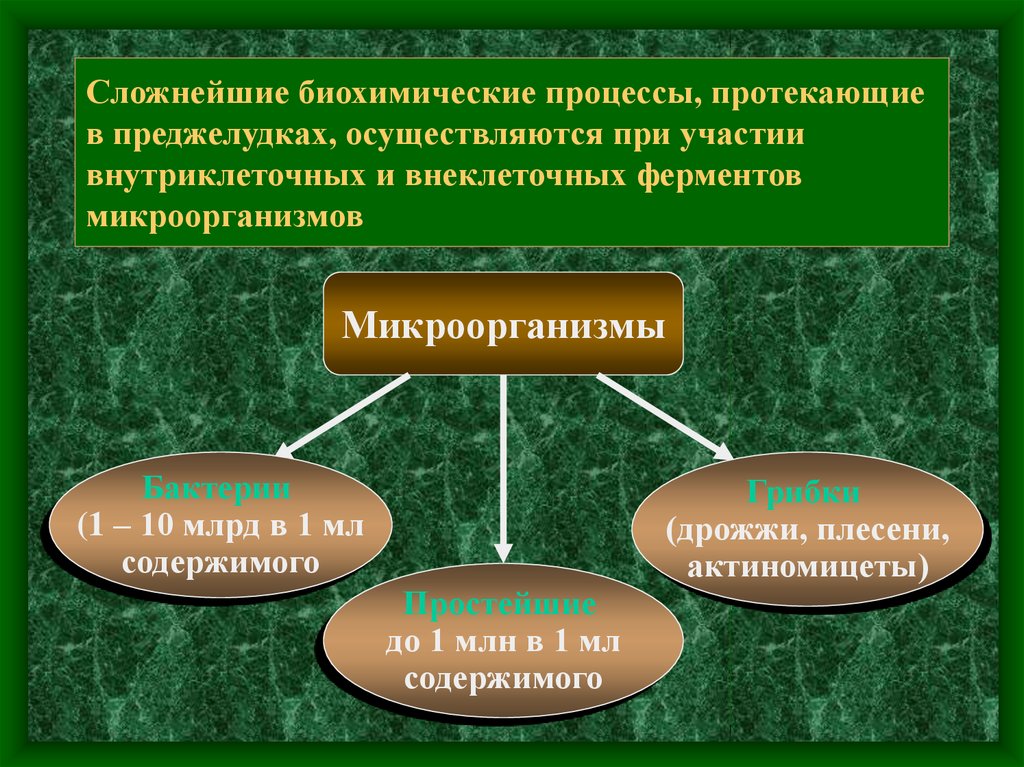 Биохимические процессы. Биохимические процессы примеры. Биохимические процессы в организме. Биохимические процессы в клетке.