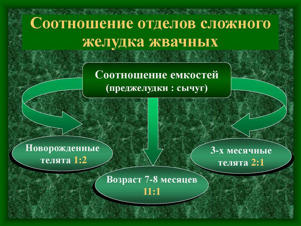 Сложный желудок жвачных. Пищеварение в желудочно жвачных презентация. Особенности белкового обмена у жвачных животных. Белковый обмен у жвачных.