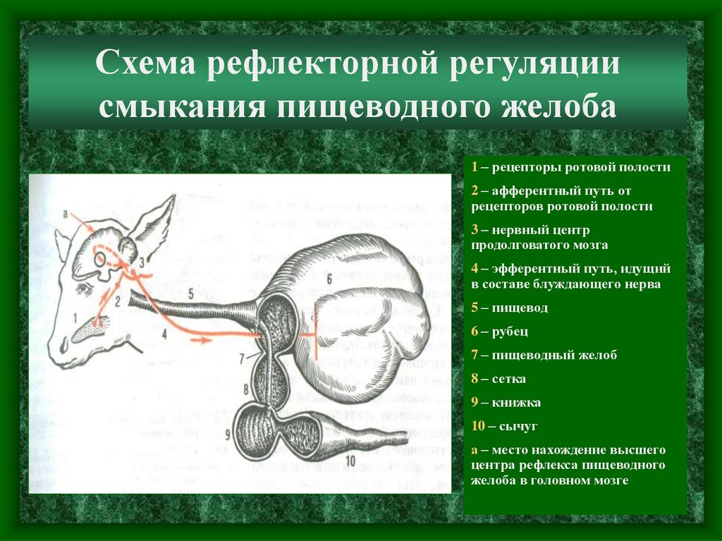 Белки жвачных. Желудок жвачных животных. Строение желудка жвачных животных. Пищеварительная система жвачных млекопитающих схема. Ушной манометр Воячека.