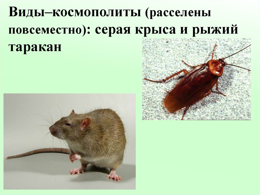 Виды–космополиты (расселены повсеместно): серая крыса и рыжий таракан
