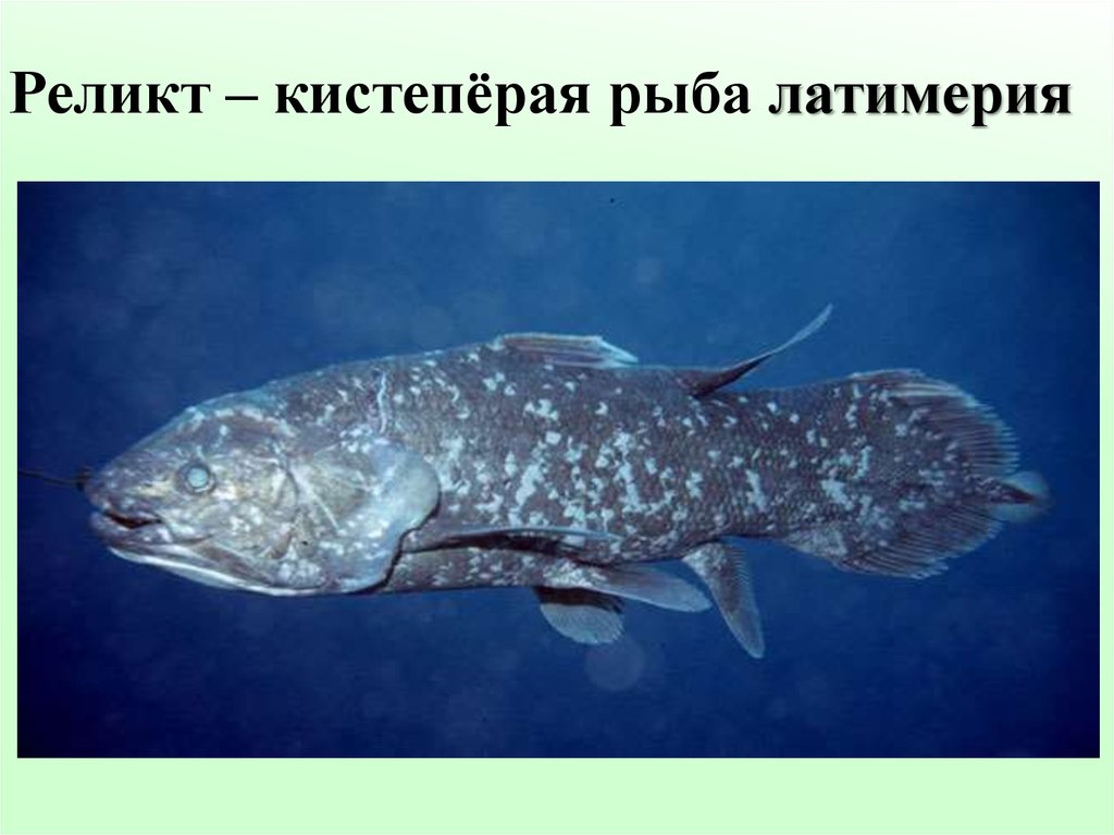 Реликт – кистепёрая рыба латимерия