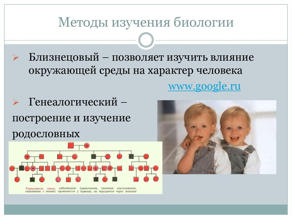 Близнецовый метод изучения наследственности человека презентация