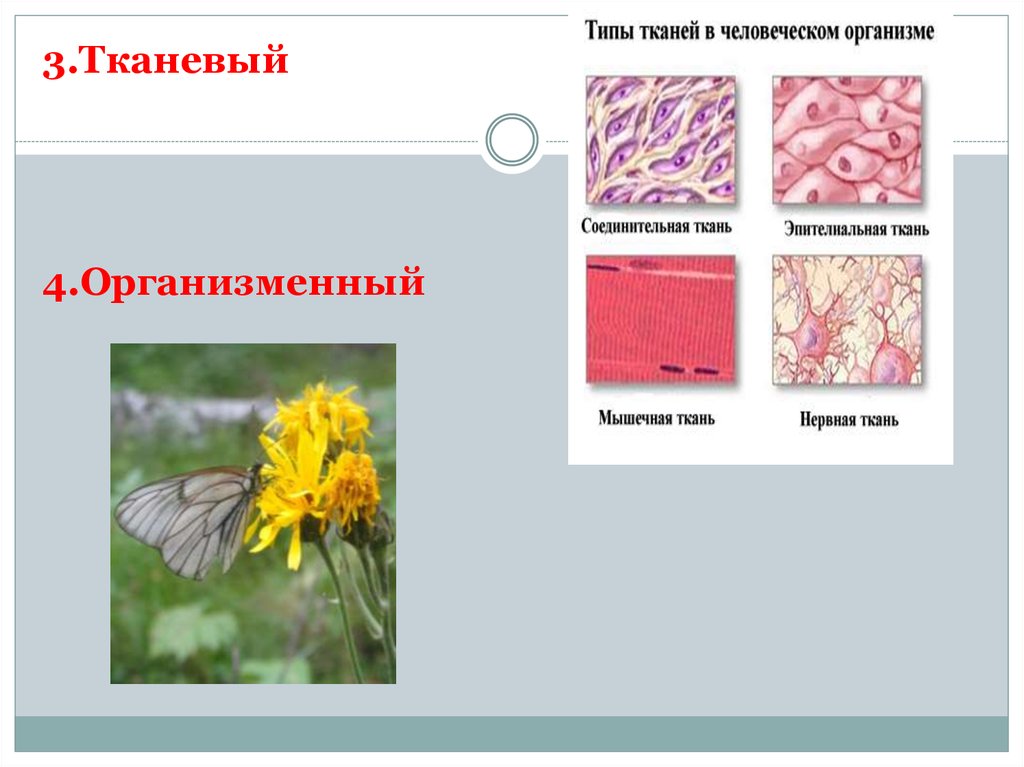 Селекция егэ биология презентация