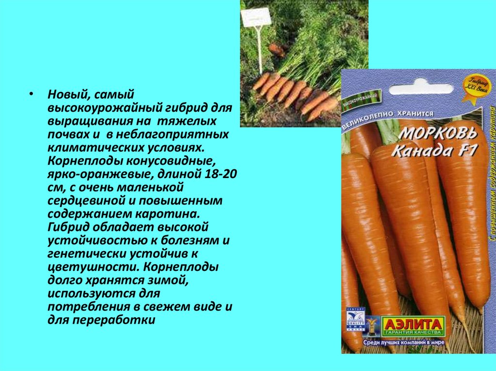 Масса выращенной моркови в 3 раза. Морковь для презентации. Условия выращивания моркови. Условия произрастания моркови. Морковь посева корнеплоды.