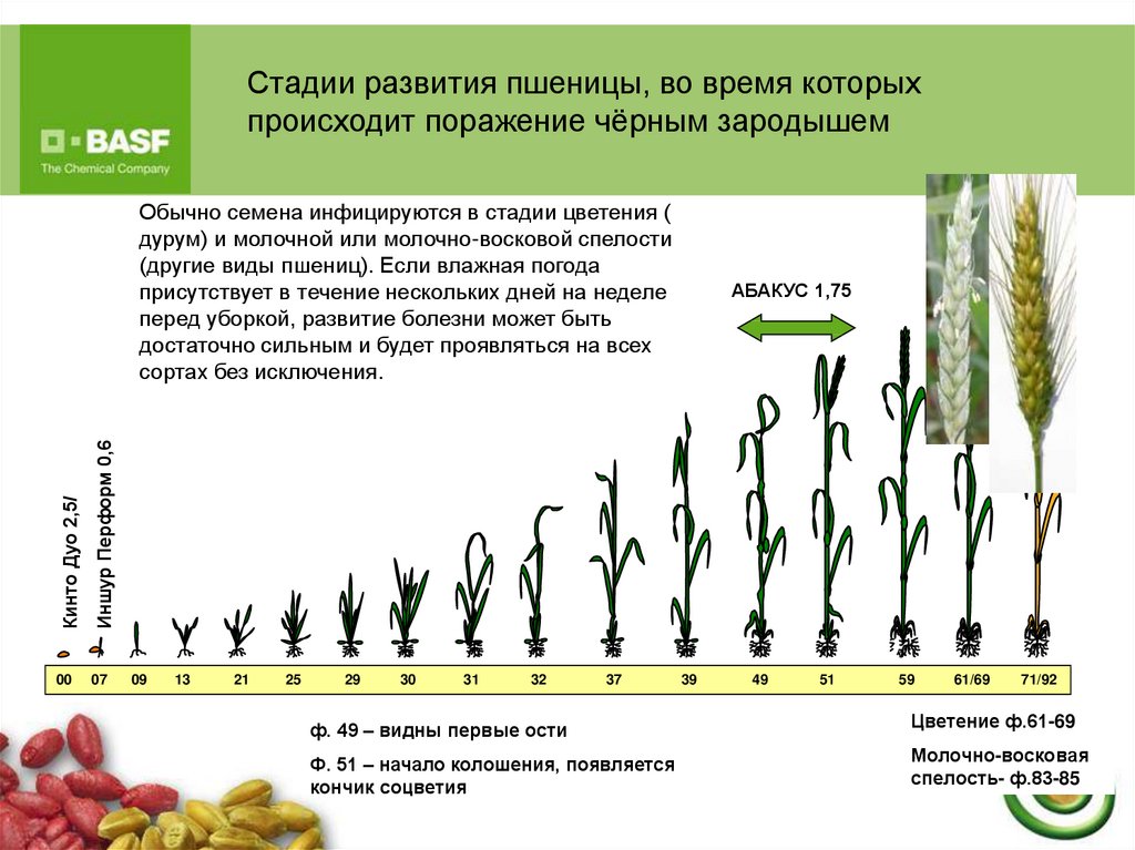 Этапы цветения. Фазы развития пшеницы. Фазы цветения. Стадия цветения пшеницы. Эволюция пшеницы.