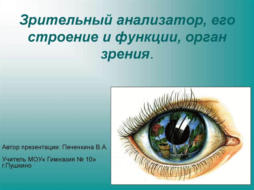 Зрительный анализатор, его строение и функции, орган зрения.