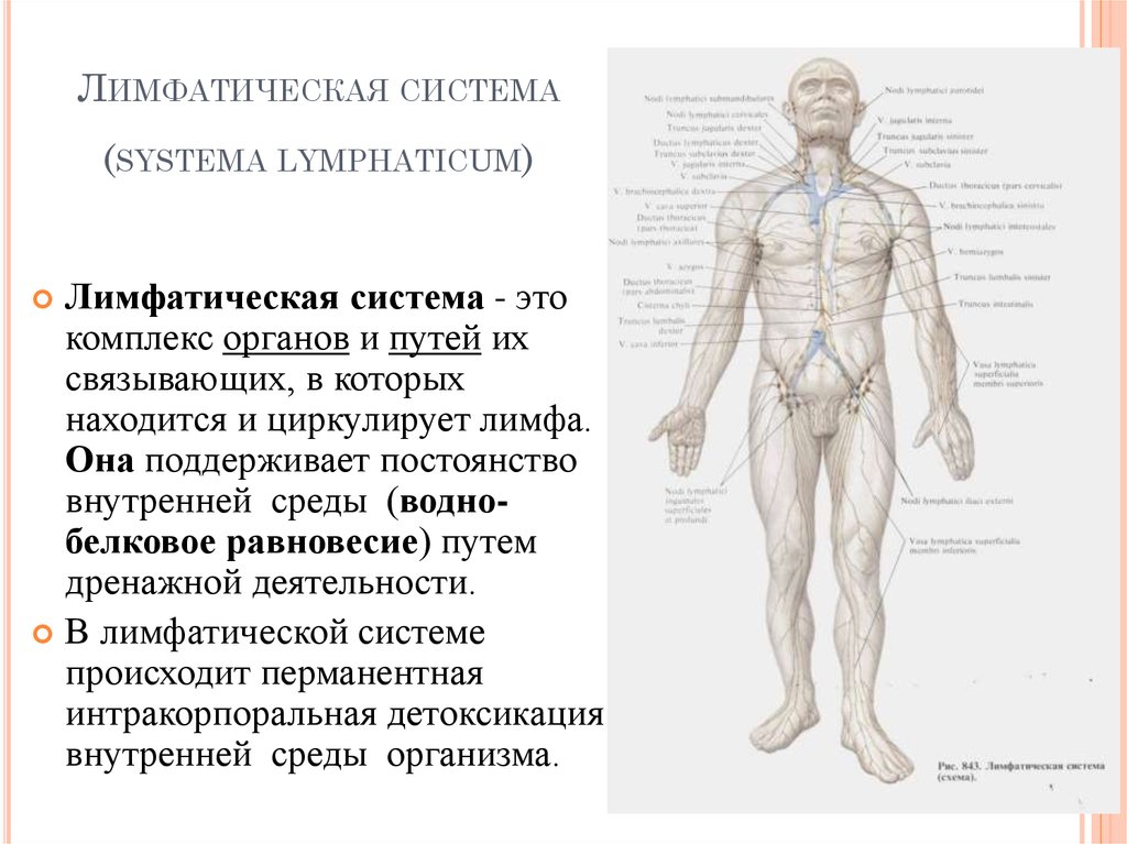 Лимфа включает. Лимфатическая система человека анатомия. Функции лимфатической системы анатомия. Лимфатическая система лимфоузлы. Лимфатическая система человека схема движения лимфы анатомия.