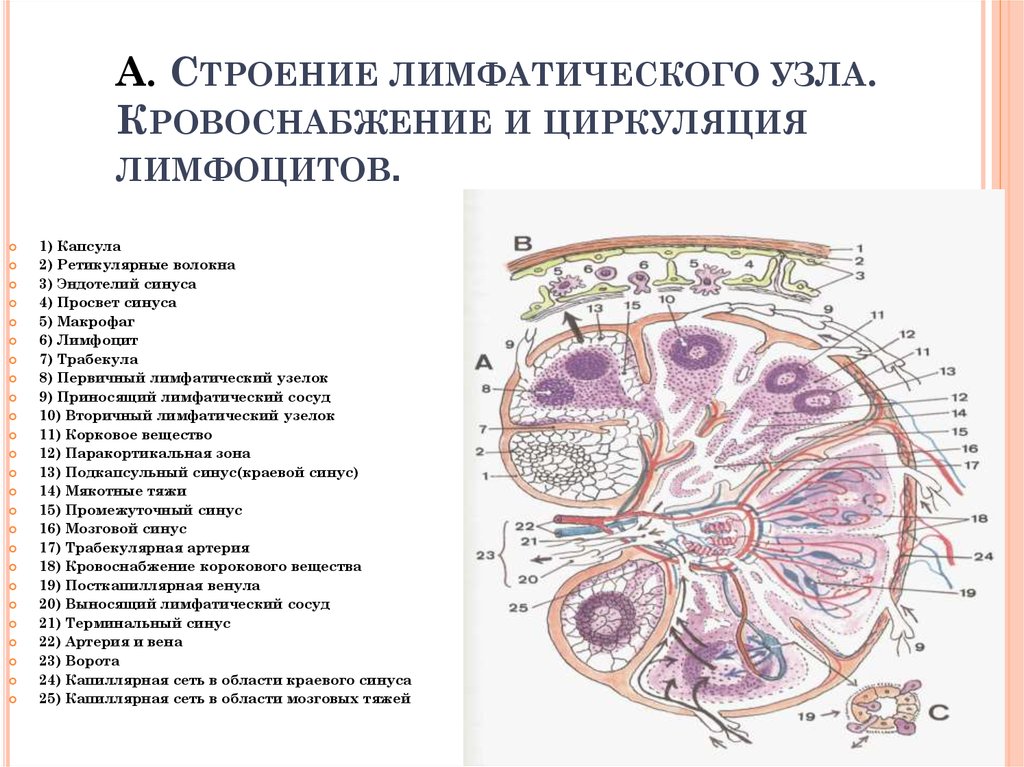 Схема строения лимфатических узлов