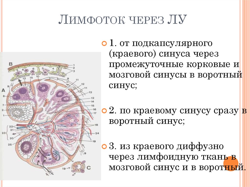 Лимфоток капсулы. Промежуточный мозговой синус лимфатического узла. Лимфоток. Строение лимфатического узла мозговой синус воротный синус. Лимфатический фолликул краевой синус.