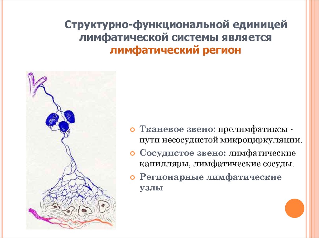 Лимфатические узлы презентация