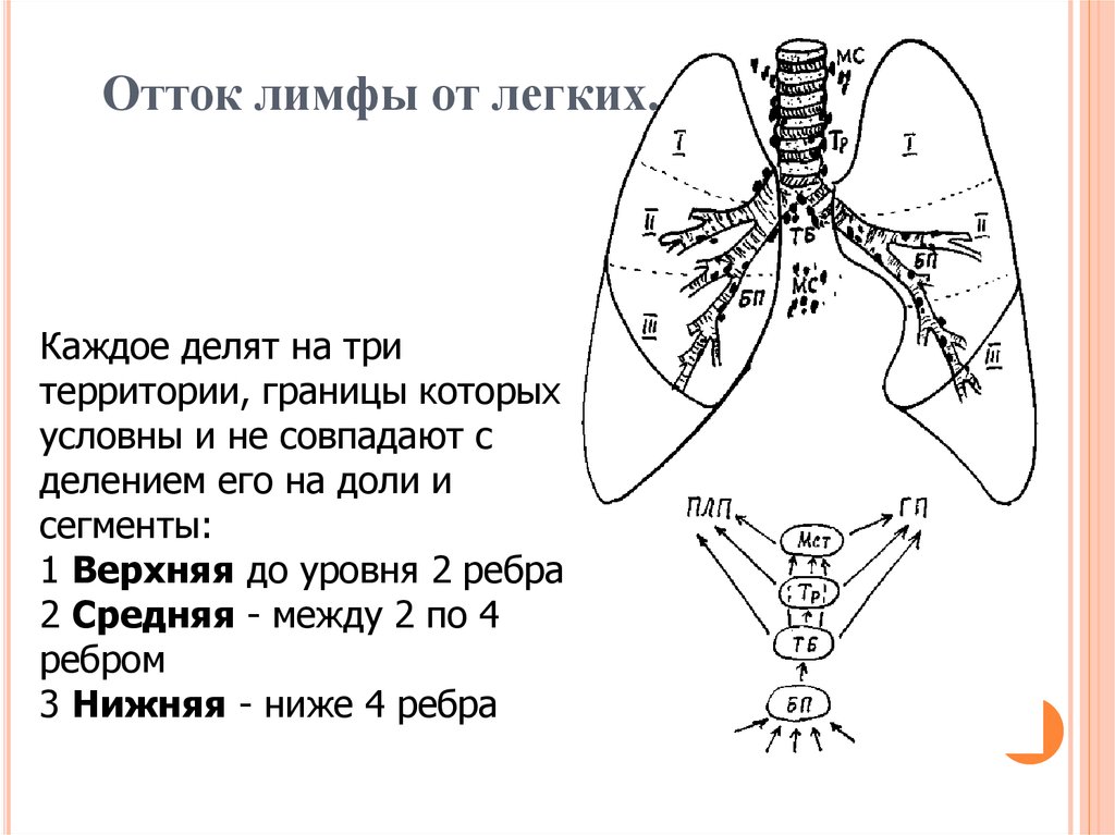 Схема легких