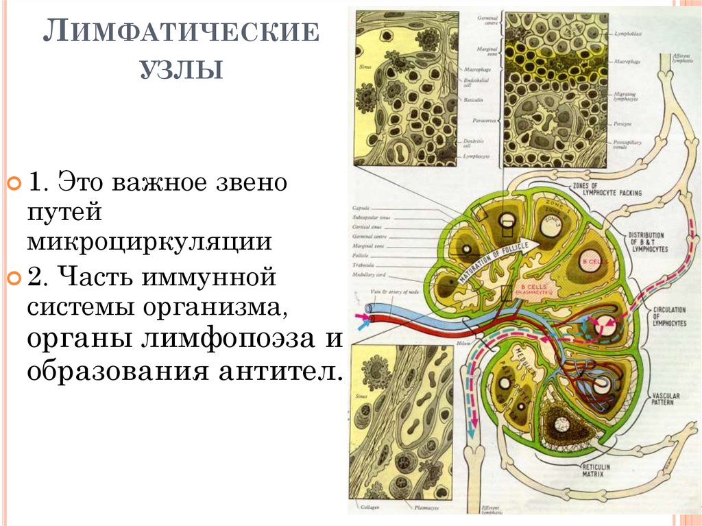 Лимфатические узлы презентация