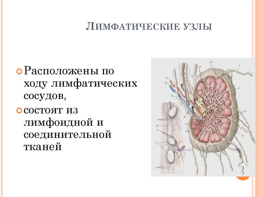 Лимфатический узел рисунок. Лимфатические узлы состоят. Околопрямокишечные лимфатические узлы. Ход лимфатических узлов. Апикальные лимфатические узлы.