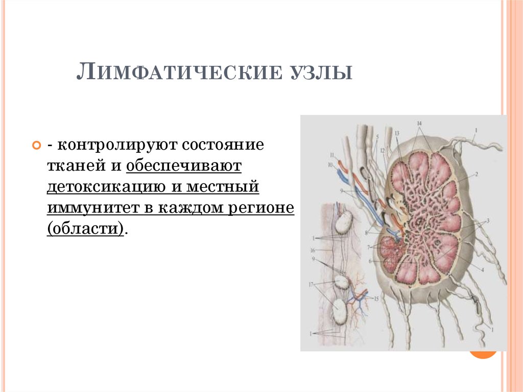 Лимфатический узел рисунок