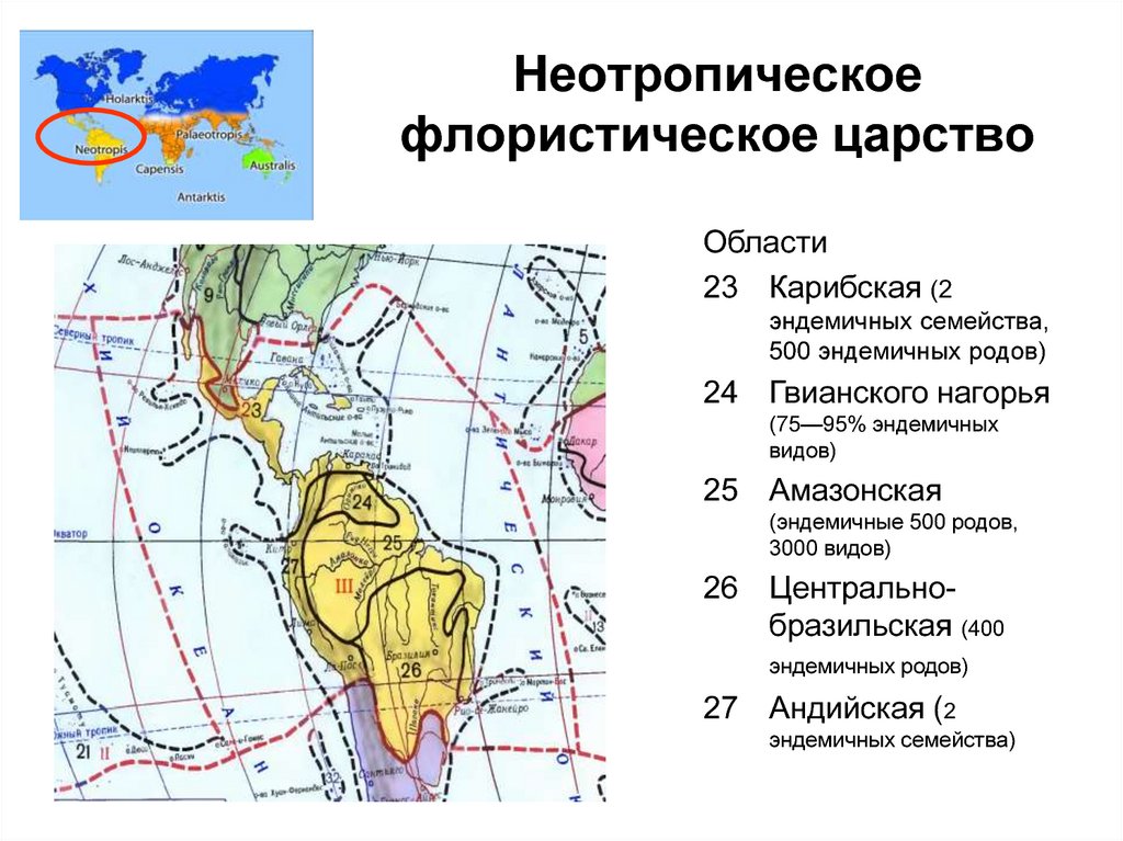 Палеотропическое флористическое царство презентация