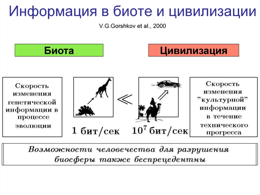 Эволюционная схема биоты была разработана кем