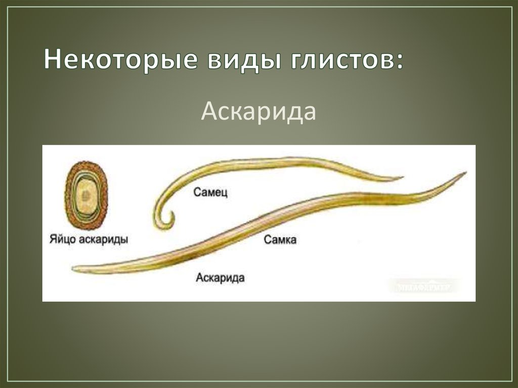 Виды глистов. Виды гельминтов презентация. Один из основных видов гельминтов. Лямбрикунчик вид червей.