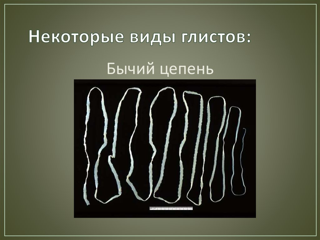 Некоторые виды глистов: