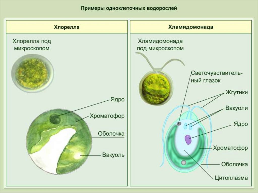 Одноклеточная зеленая водоросль хламидомонада. Хламидомонада и хлорелла. Строение водоросли хламидомонады. Одноклеточные растения хлорелла. Одноклеточная водоросль хламидомонада.