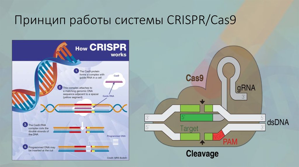 Crispr cas9 технология презентация