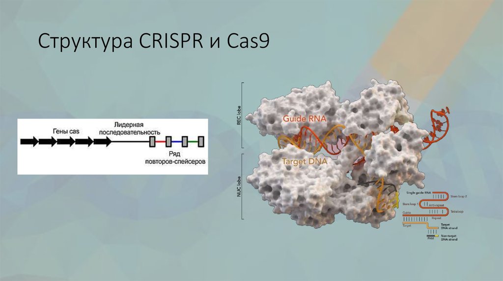 Структура 9. Строение CRISPR cas9. Структура CRISPR. Строение CRISPR. CRISPR состав.