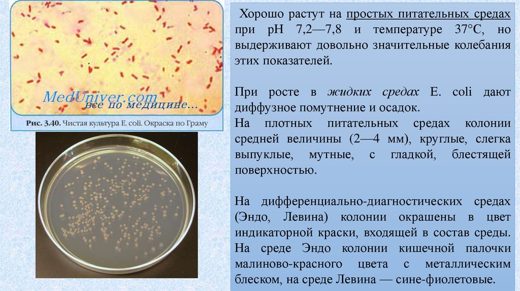 Escherichia coli лактозонегативная