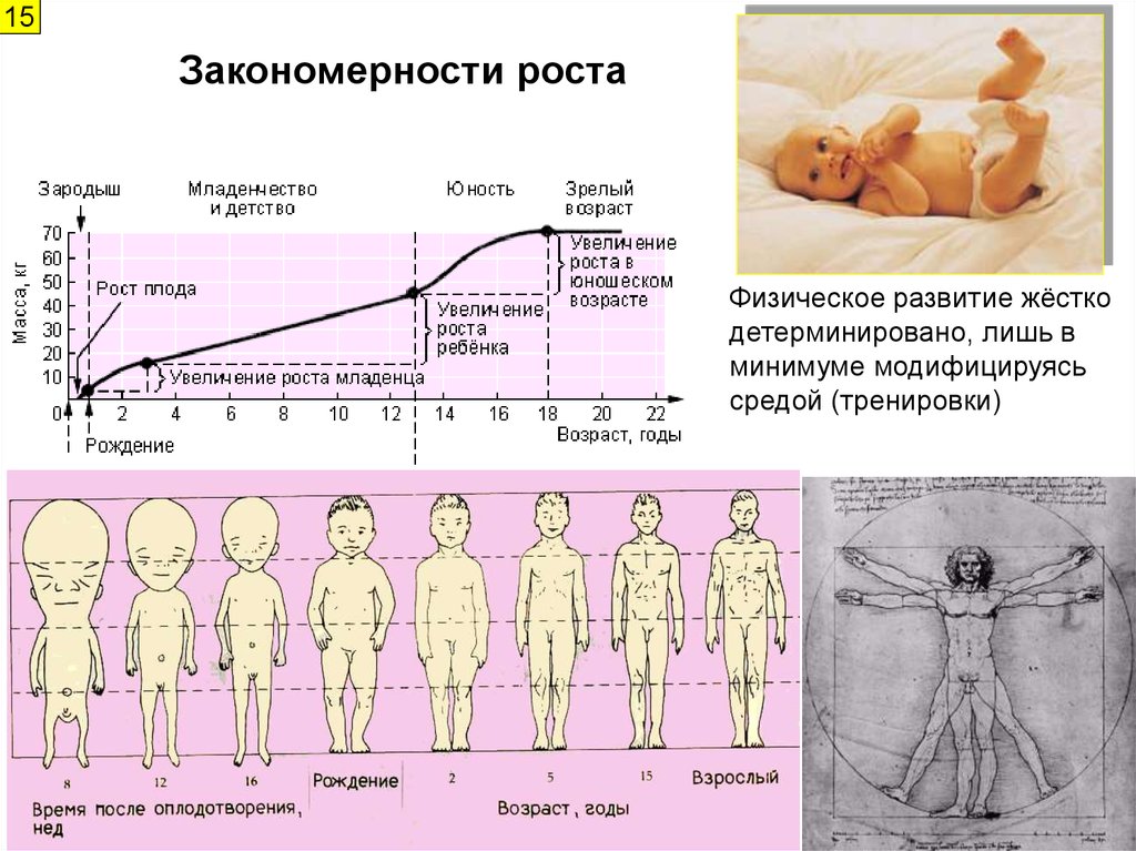 Увеличение массы тела ребенка. Закономерности роста детей. Закономерности развития ребенка. Закономерности роста и развития организма человека. Развитие тела ребенка.