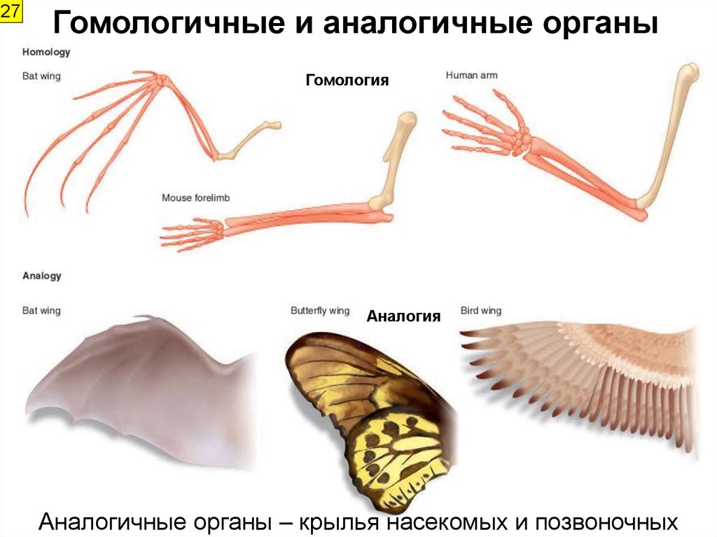 Аналогичные органы например