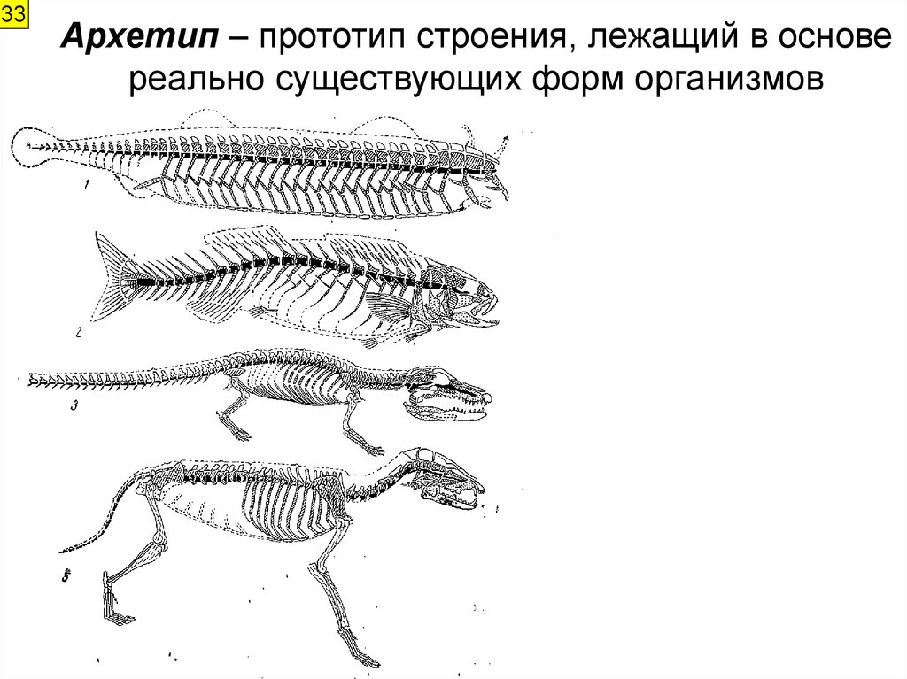 Форма тела крокодила. Эволюционный прототип. Биология развития аскаридиоза кур. Что лежит в основе эволюционных изменений