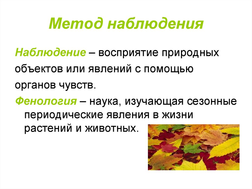 Восприятие природных объектов с помощью органов чувств. Наука изучающая сезонные периодические явления в жизни растений. Методика фенологических наблюдений. Фенологические исследования в природе. Наблюдение метод исследования в биологии.