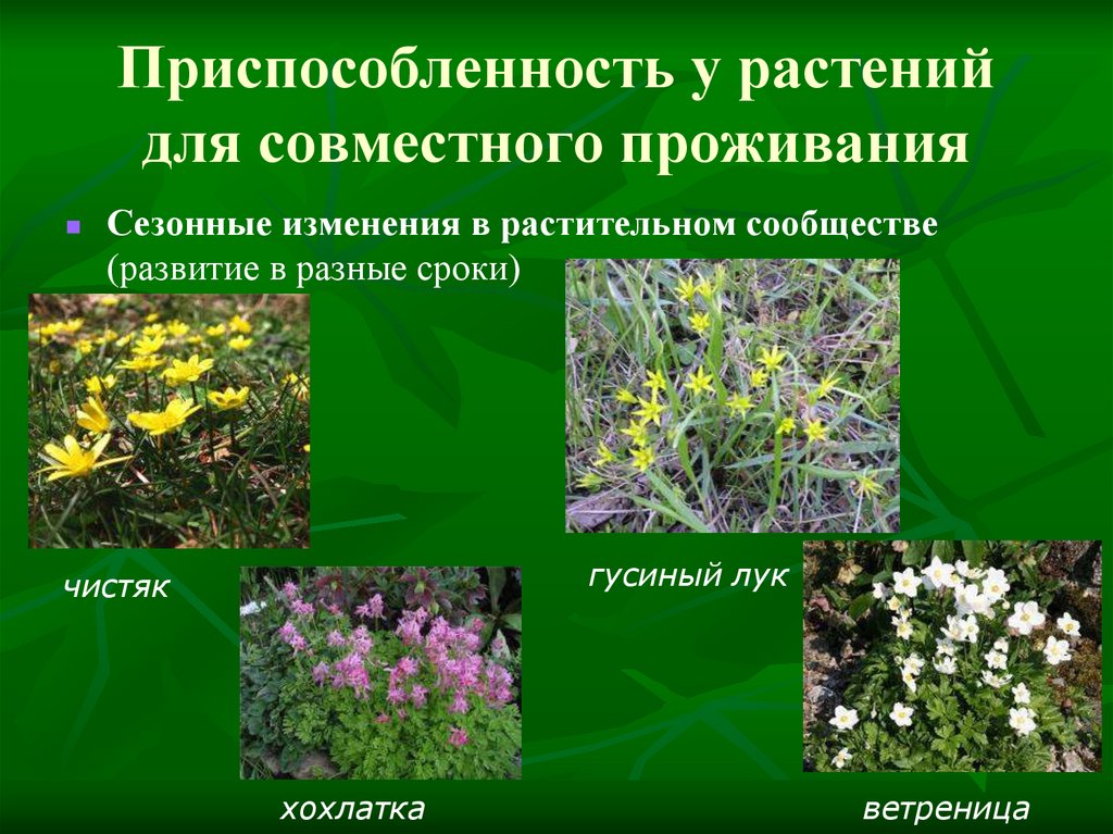 Растительные сообщества 8 класс. Растительные сообщества. Растительное сообщество растений. Приспособления растений к условиям жизни. Сезонные изменения в растительном сообществе.