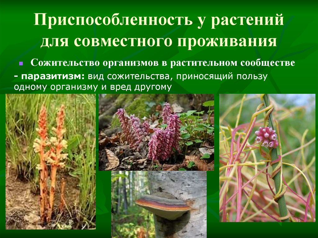Какие растительные сообщества вы знаете биология